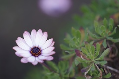 花の名前は胡蝶しのぶ＾＾