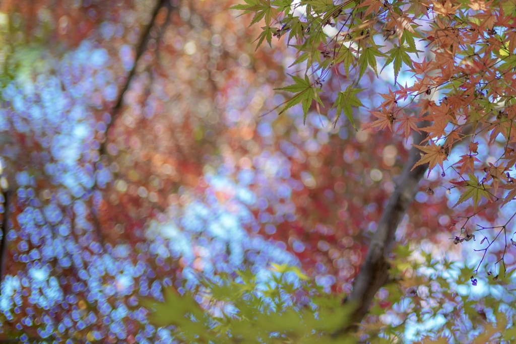 もみじの空