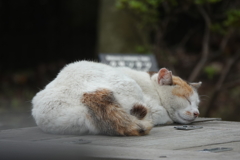 (( _ _ ))..zzzZZ