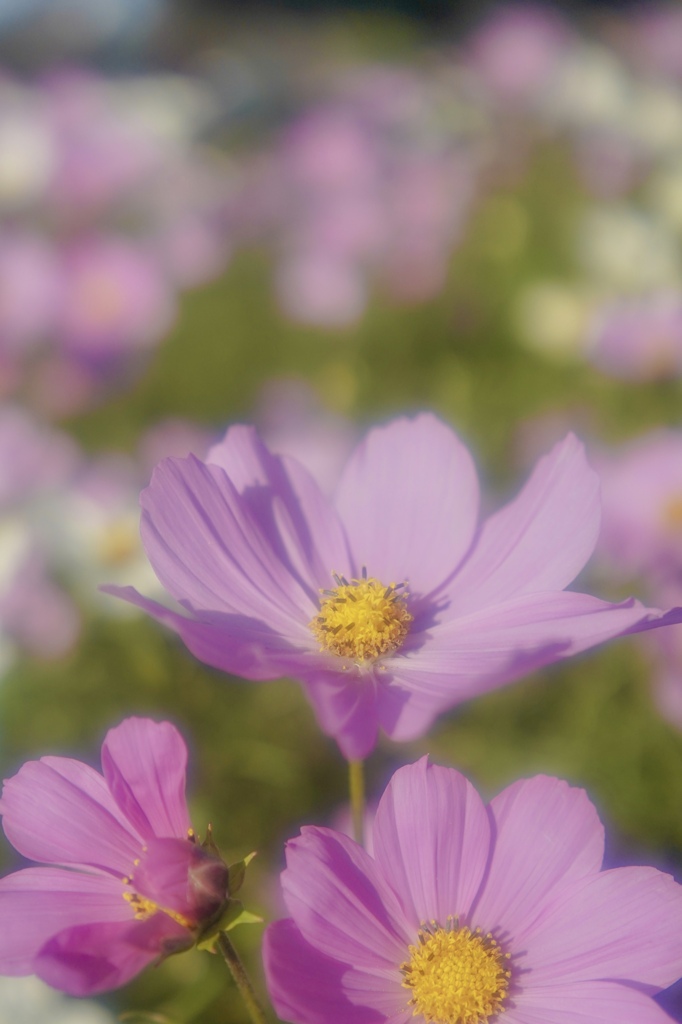 コスモスを見て。