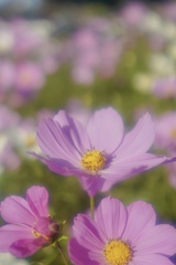 コスモスを見て。