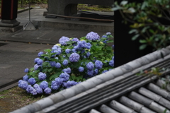 湯島聖堂のあじさい