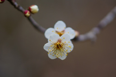 春の首飾り 春の首飾り