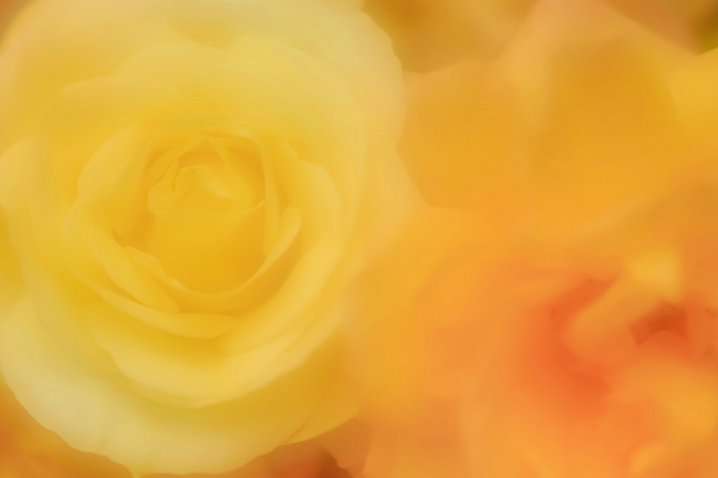 ゆめ　きいろ　ばらの花