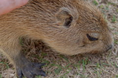 カピバラの赤ちゃん