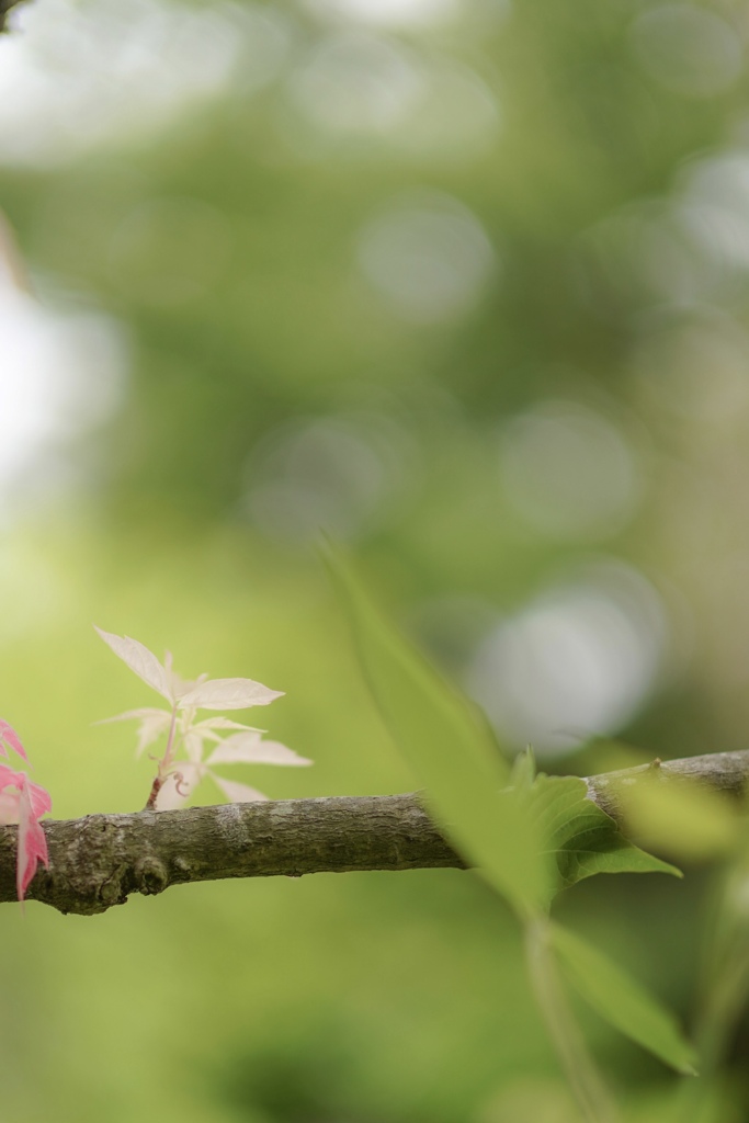 フラミンゴが飛ぶ森