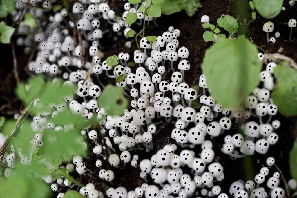 こだまがいる森