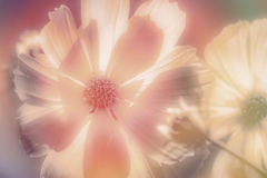 八重のコスモス