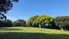 キャンプ場の朝