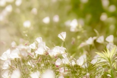 大人色の道端の花