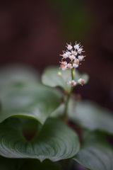 春の野花