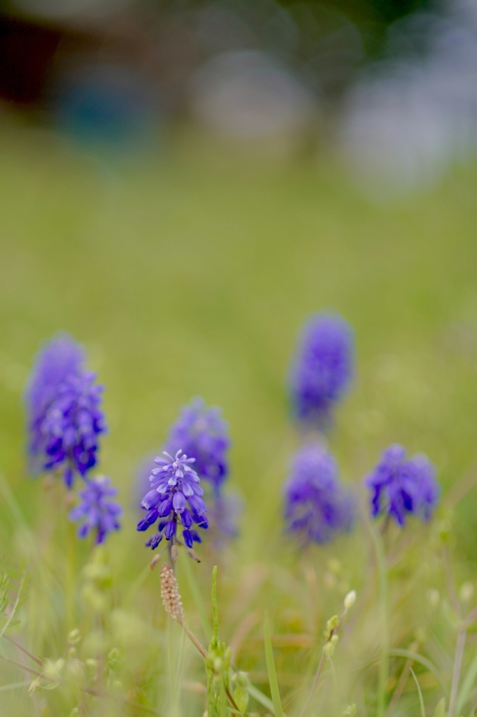 365日の紙飛行機