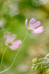 そよ風に吹かれて