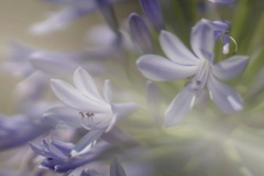 やさしいひかり