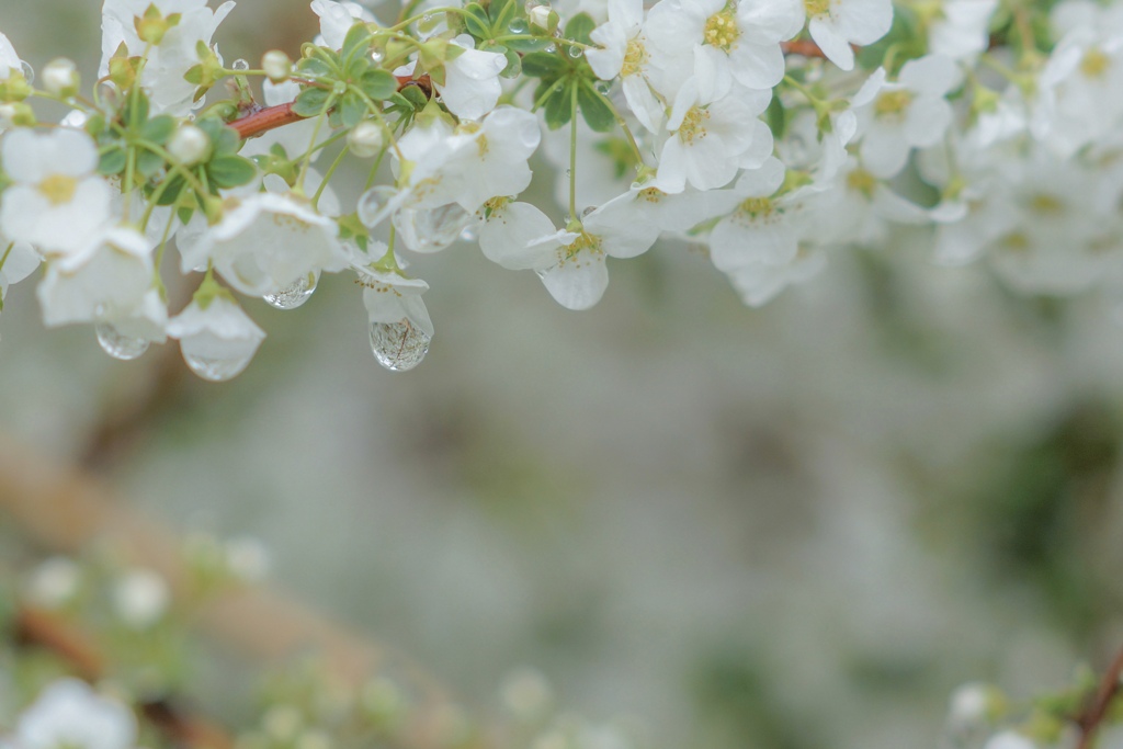 冷たい雨