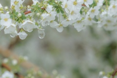 冷たい雨