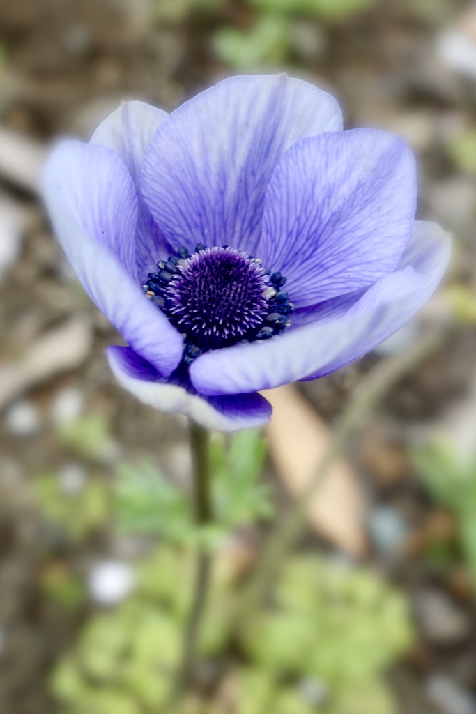 ここにしか咲かない花♫