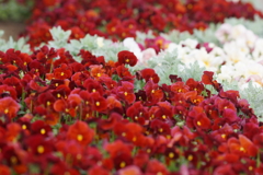 春の花壇