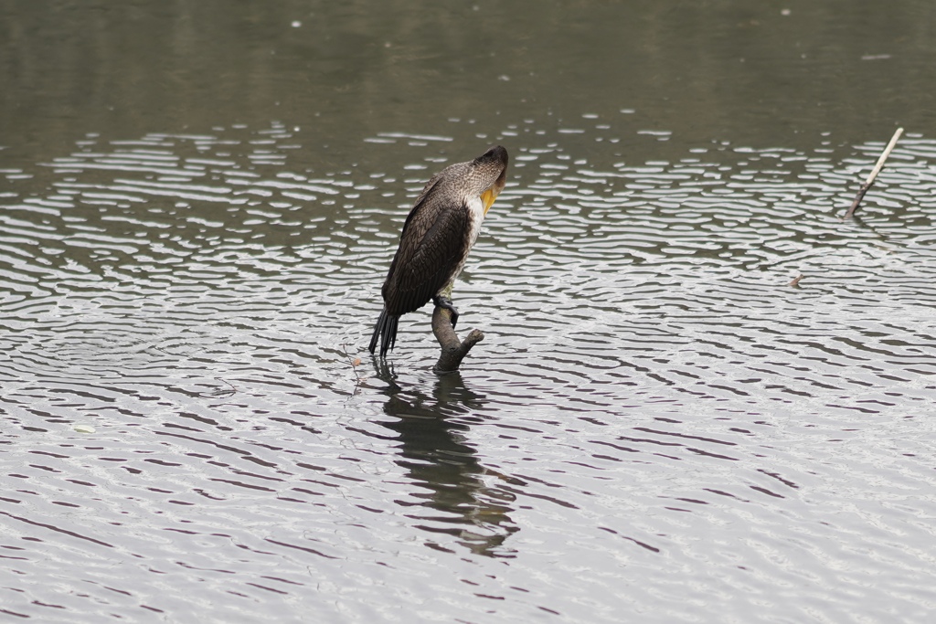 ぼくは、カワセミ。