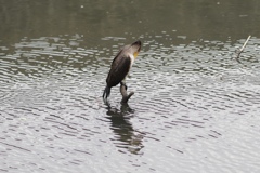 ぼくは、カワセミ。