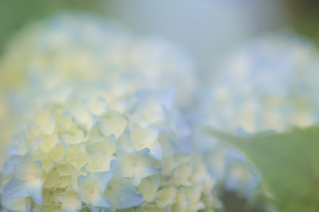 ゆめ　みずいろ　あじさいの花