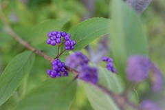 むらさき色の宝石