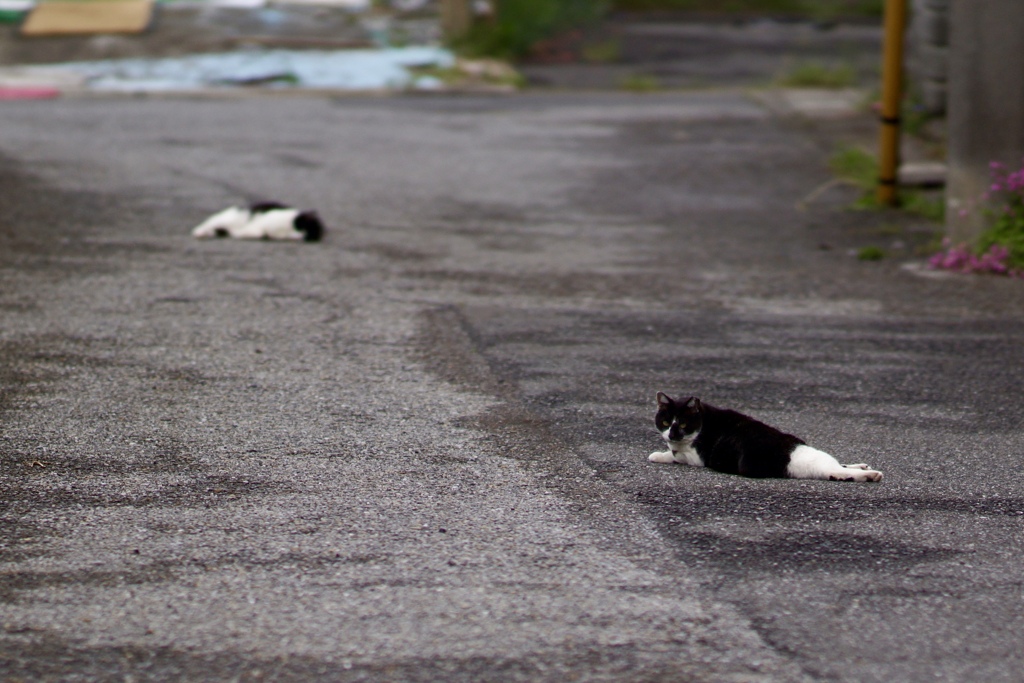 ねこの距離