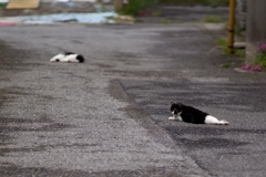 ねこの距離