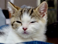 お父さんの足の上