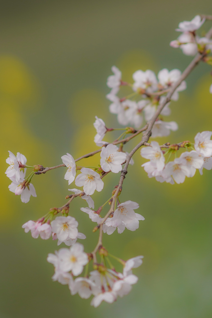 桜の季節　ちょっと菜の花＾＾