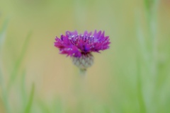 今日の＊お花＊