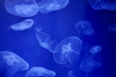 不思議な世界　青色