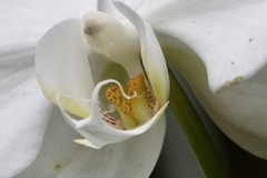 ん〜？トラかなぁ。