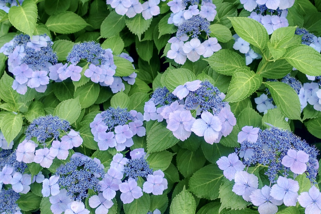 あじさい