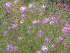 小春日和の秋桜