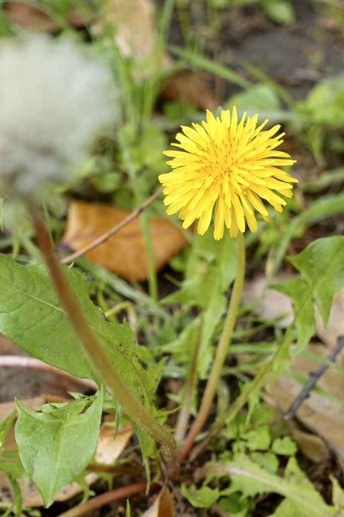 心の花を咲かせよう♪