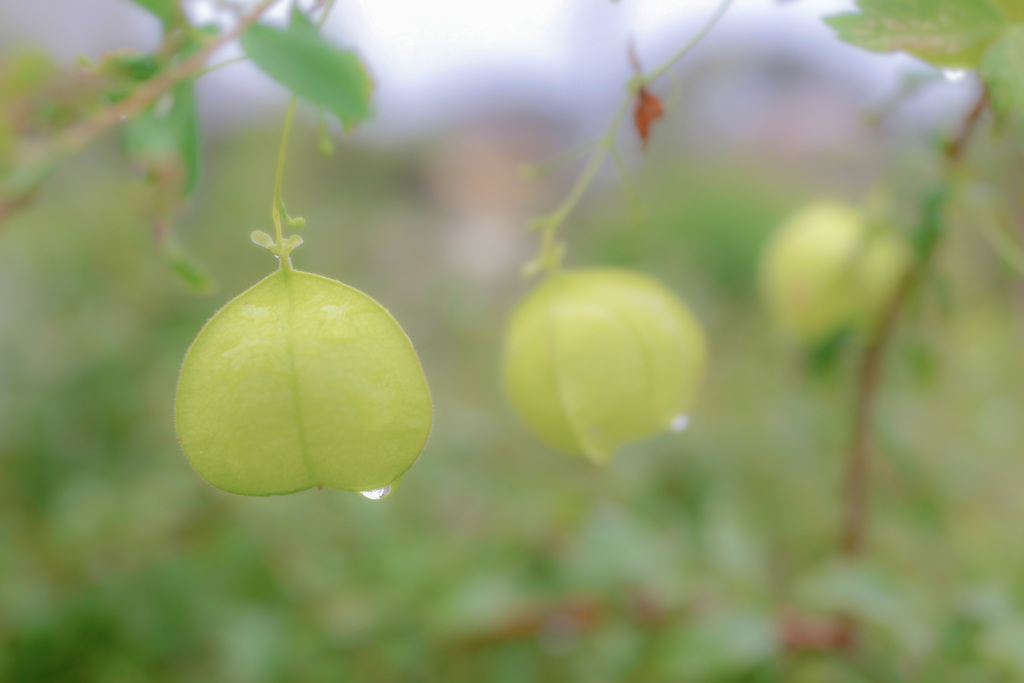 雨やどり