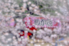 ⁂桜まつり⁂