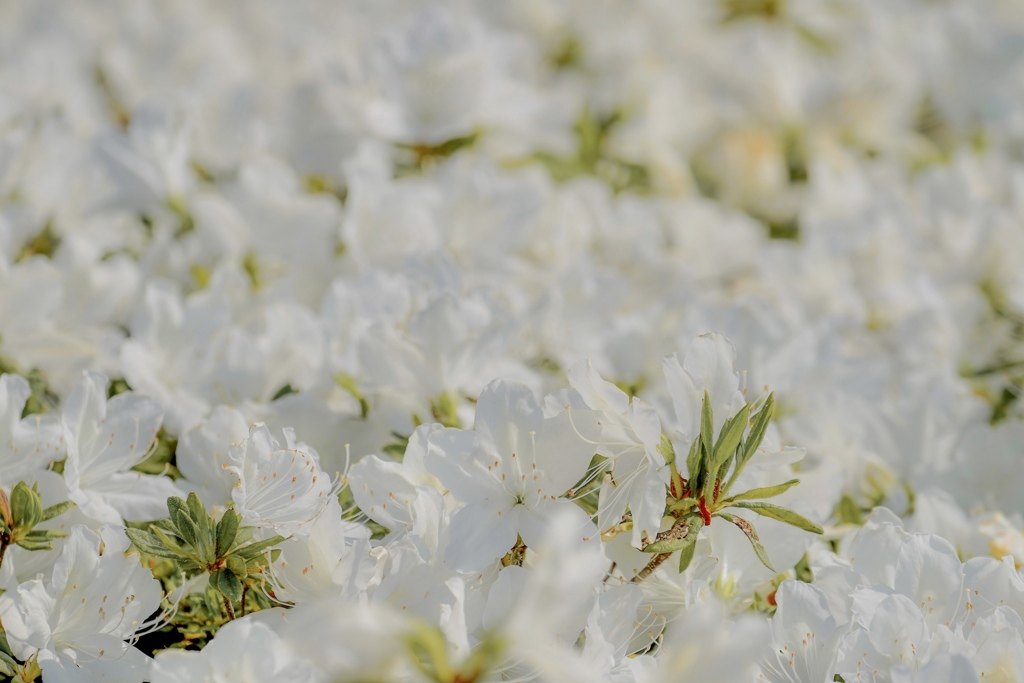 晴れたらいいね♫