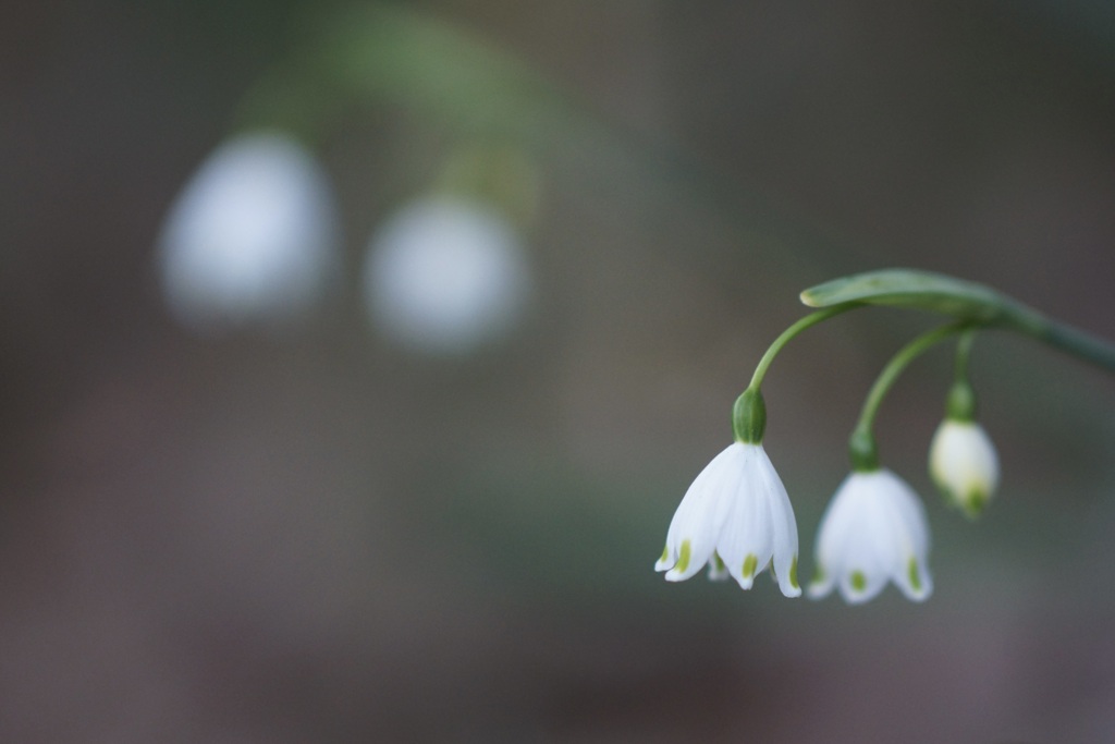 春の花フェス　春なのに