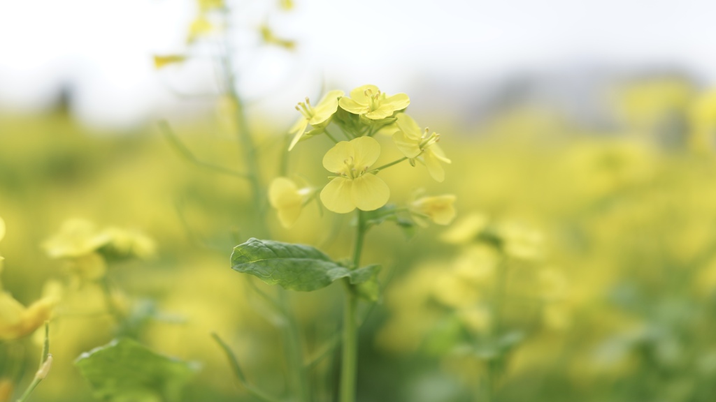 菜の花
