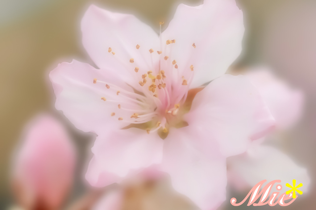 今年をお花にたとえたら…