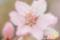 今年をお花にたとえたら…