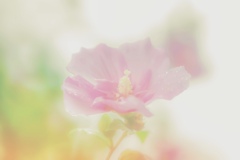 お花のスケッチ写真