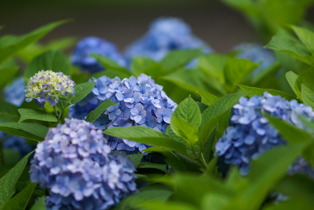 『紫陽花』写真