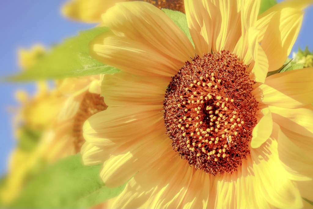 見上げるほど高い向日葵♫