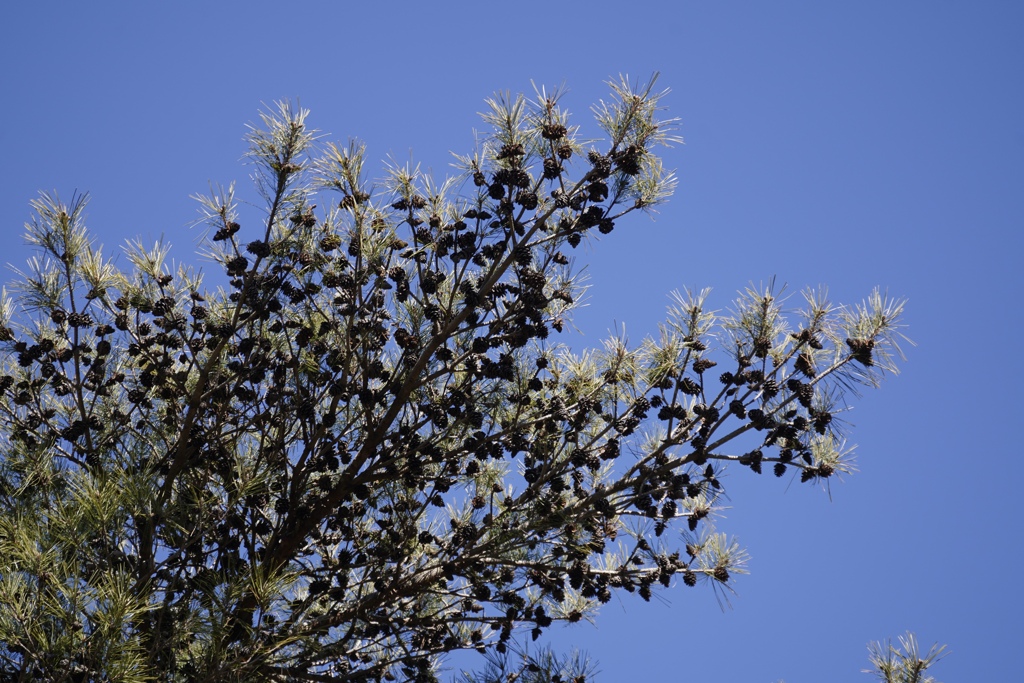 まつぼっくり　まつぼっくり