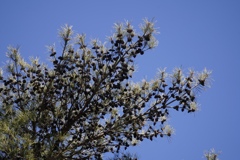 まつぼっくり　まつぼっくり