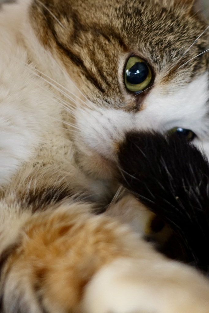 ずーっと、こんな感じ。