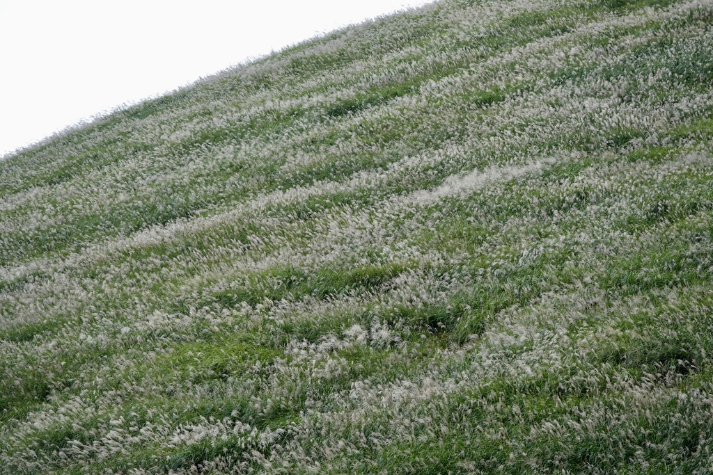 すすきの山